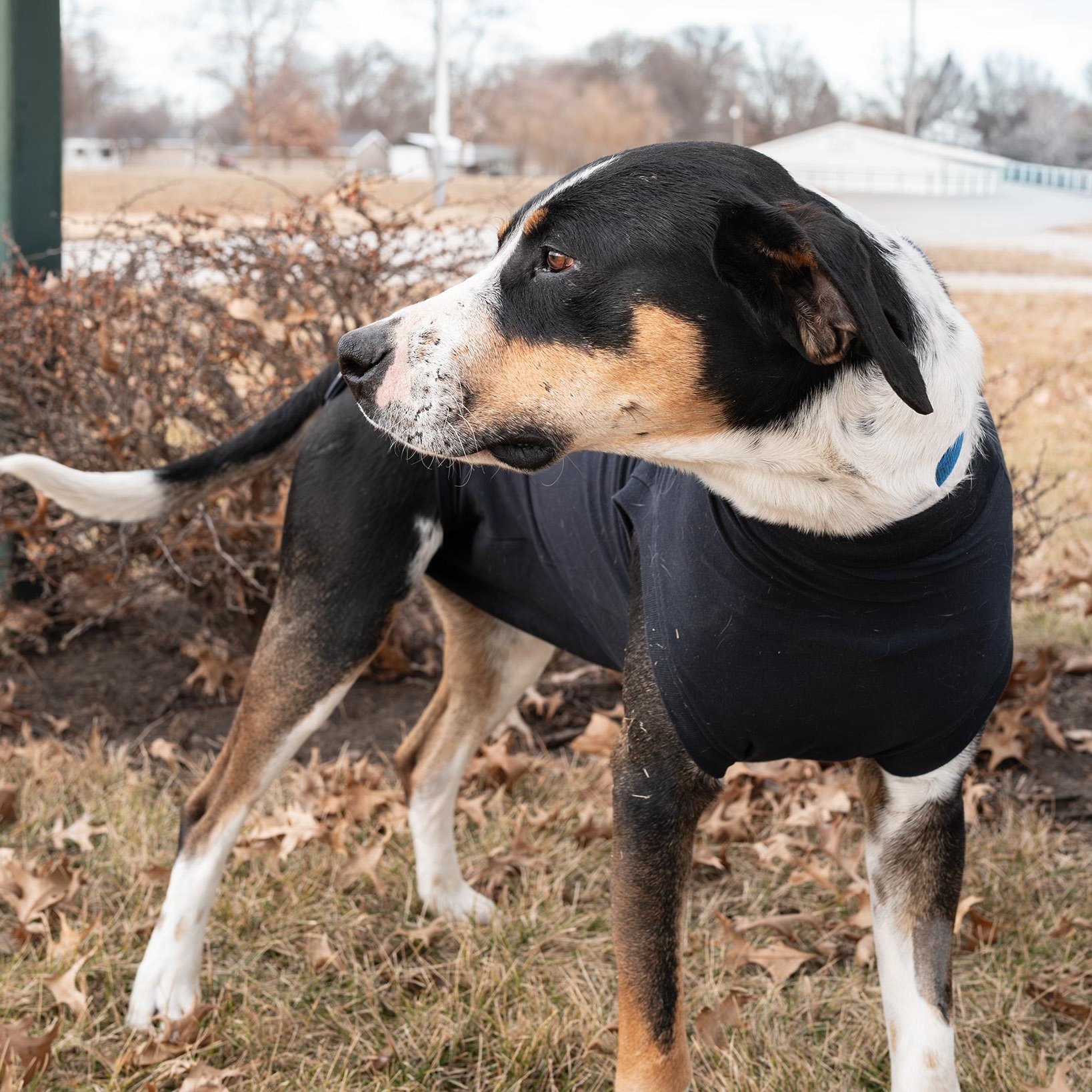 Enlarge Bubba, a ADOPTABLE mixed breed in Clarinda, IA image 2/4
