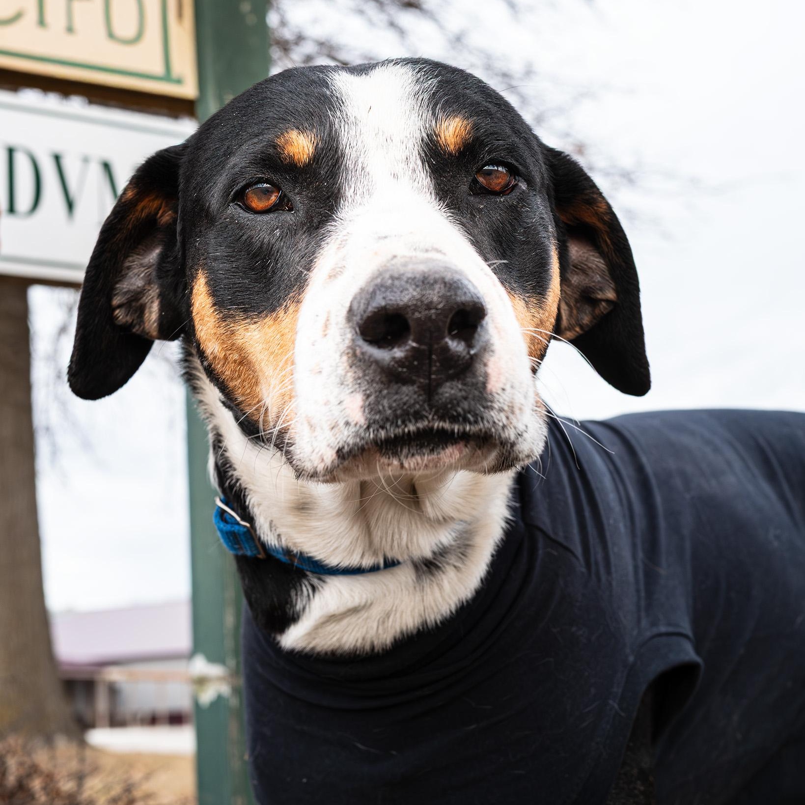 Enlarge Bubba, a ADOPTABLE mixed breed in Clarinda, IA image 4/4