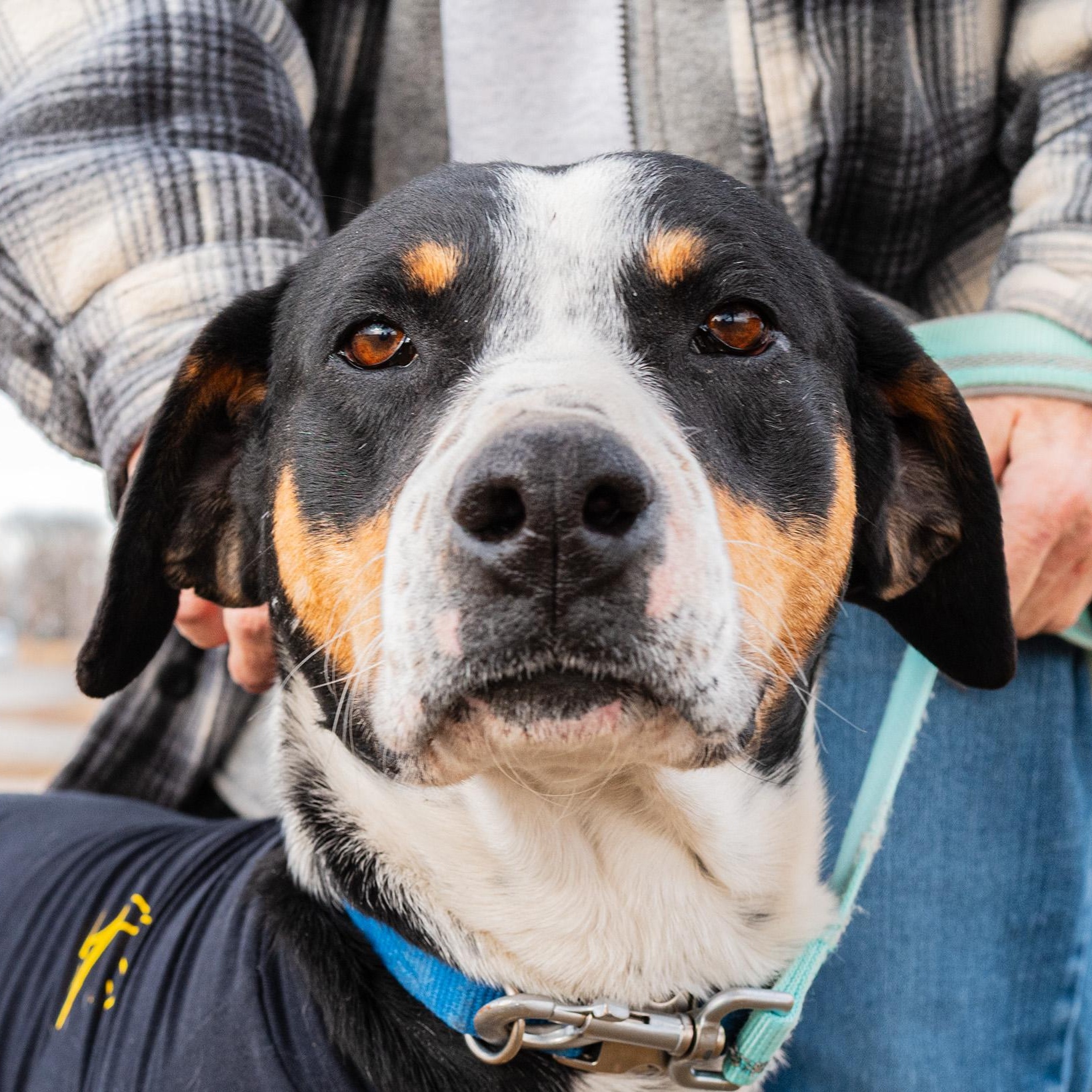 Bubba, ADOPTABLE, Adult Male Black and Tan Coonhound.
