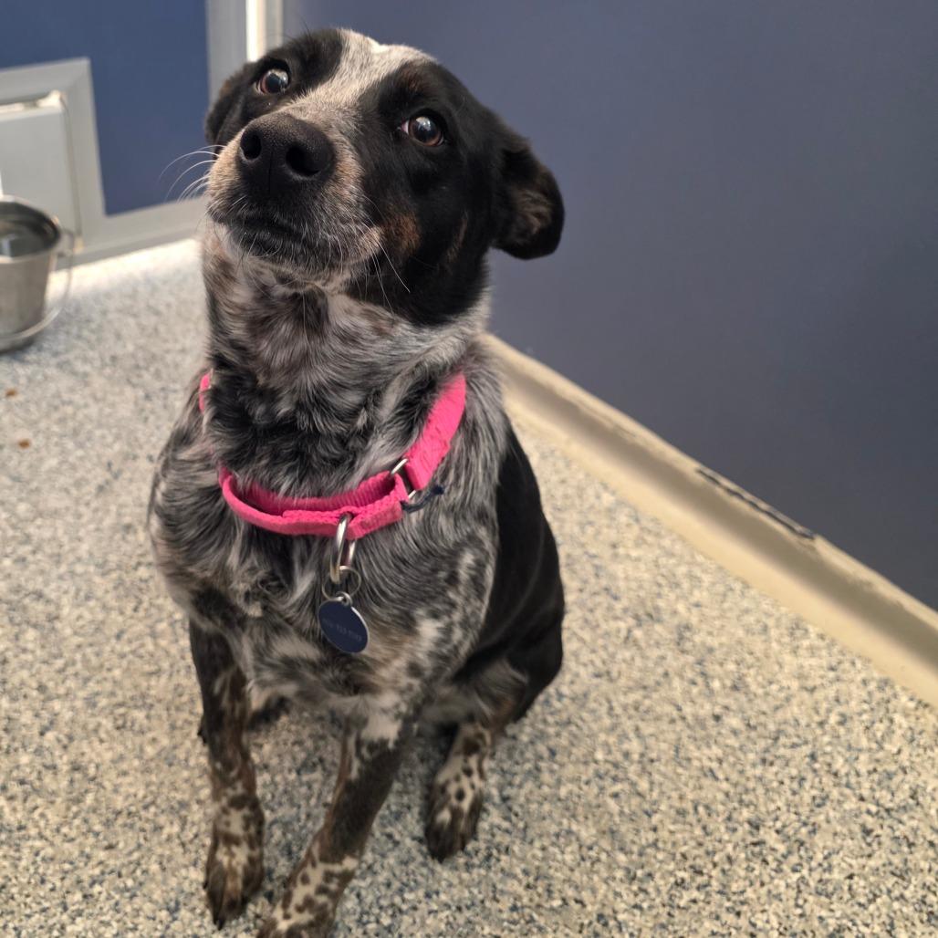 Willow Bean, Adoptable, Adult Female Australian Cattle Dog / Blue Heeler & Australian Shepherd.