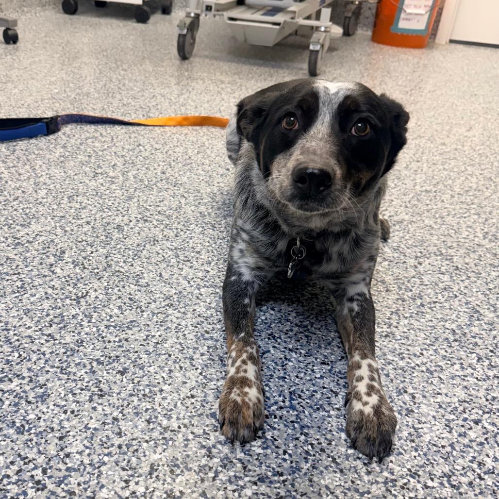 Enlarge Willow Bean, a Adoptable mixed breed in Great Falls, MT image 2/5