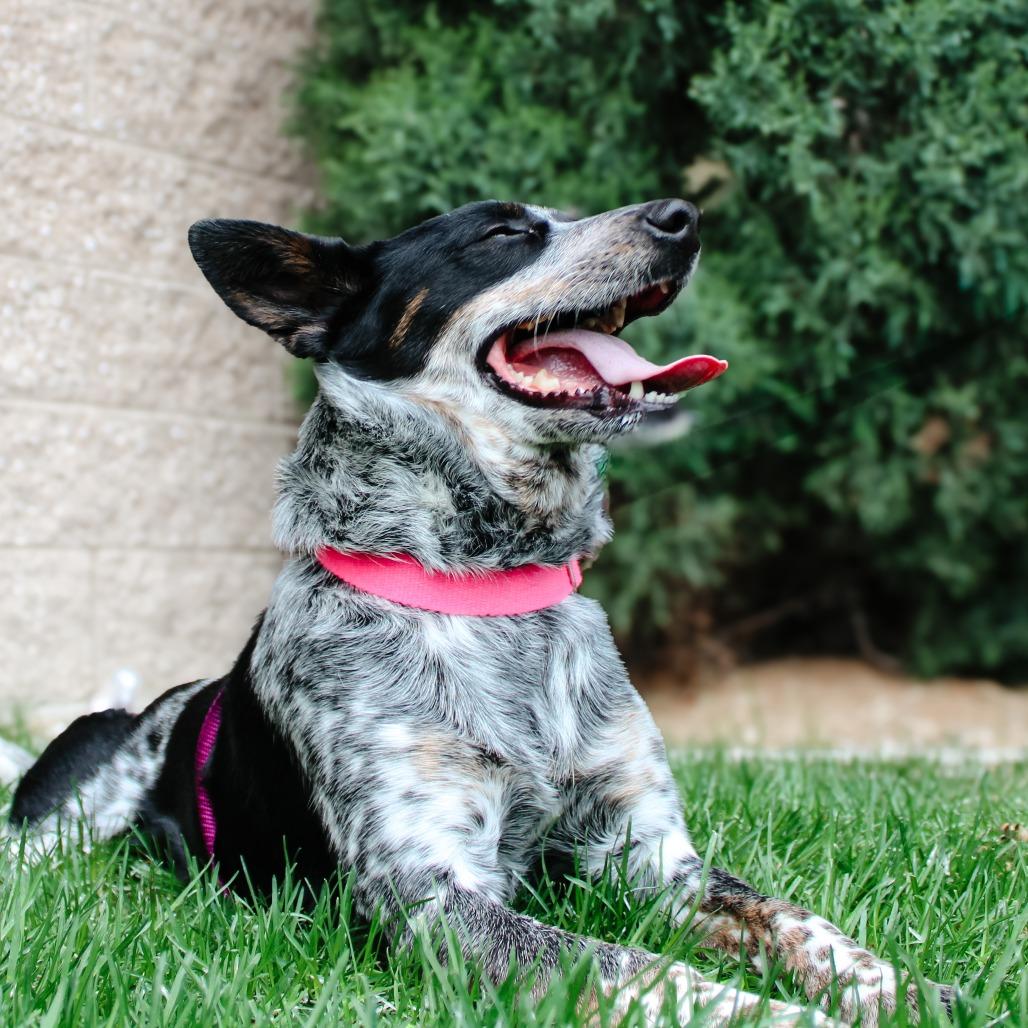 Willow Bean, a Adoptable mixed breed in Great Falls, MT image 2/3