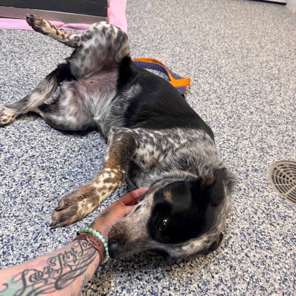Enlarge Willow Bean, a Adoptable mixed breed in Great Falls, MT image 3/5