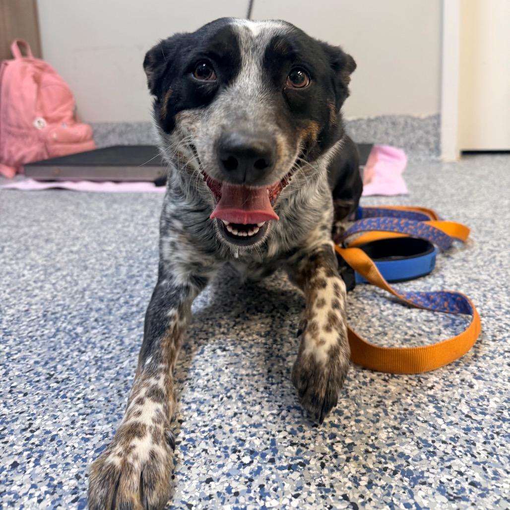 Enlarge Willow Bean, a Adoptable mixed breed in Great Falls, MT image 4/5