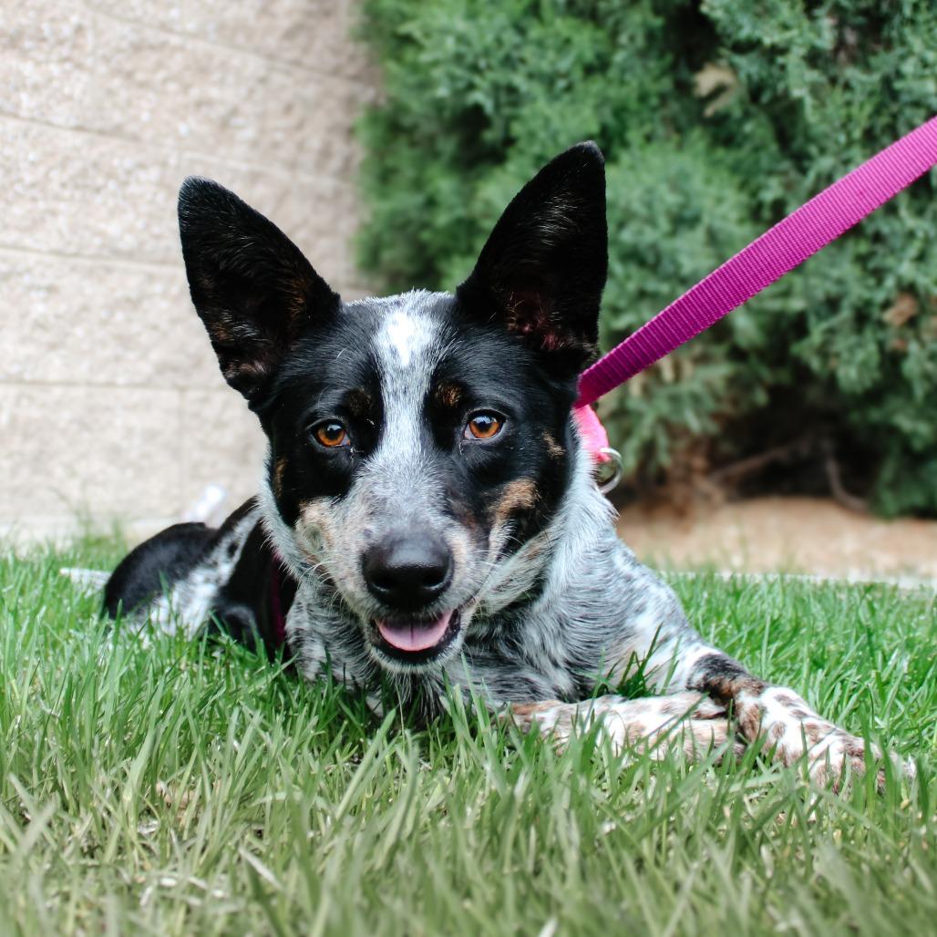 Willow Bean, a Adoptable mixed breed in Great Falls, MT image 3/3