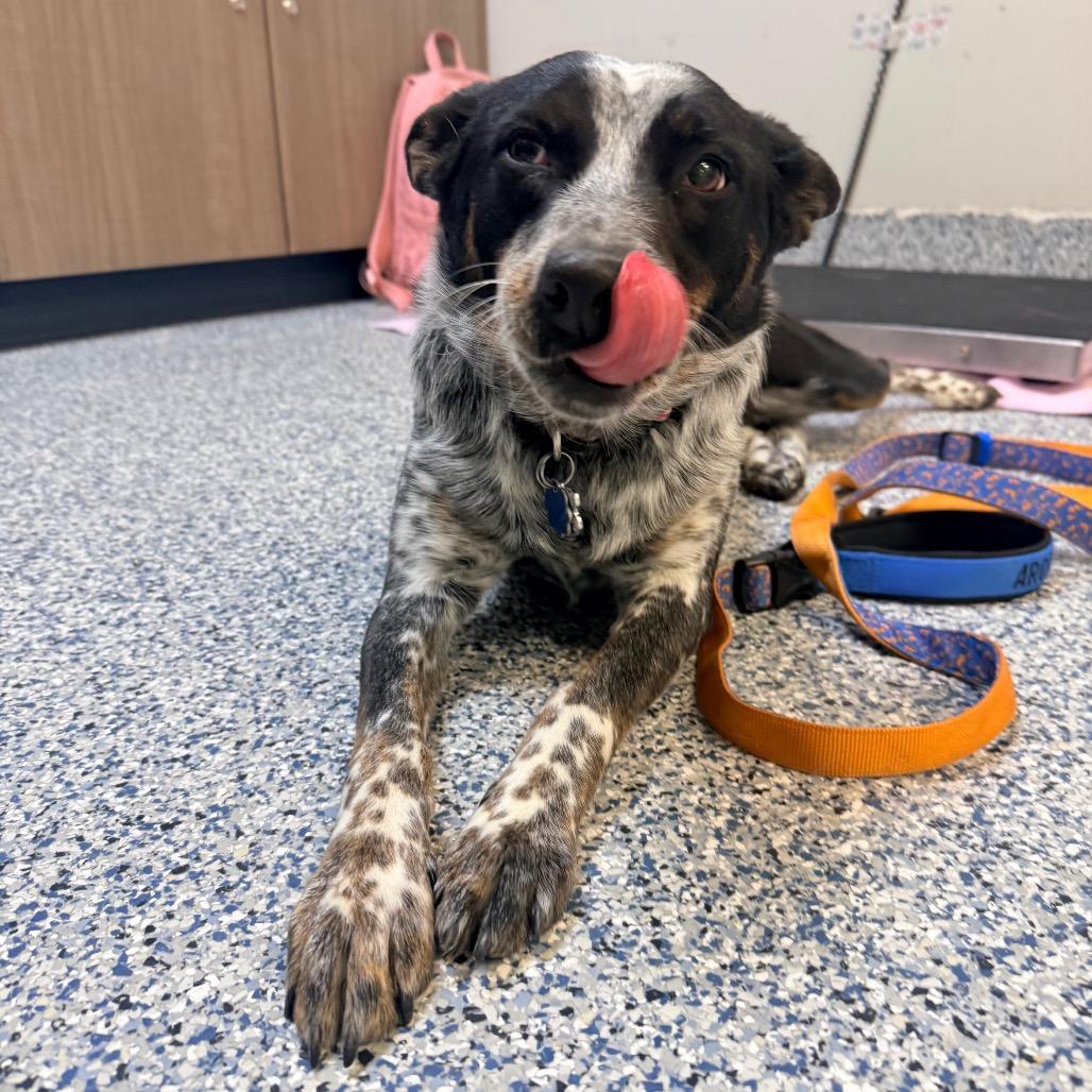 Enlarge Willow Bean, a Adoptable mixed breed in Great Falls, MT image 5/5