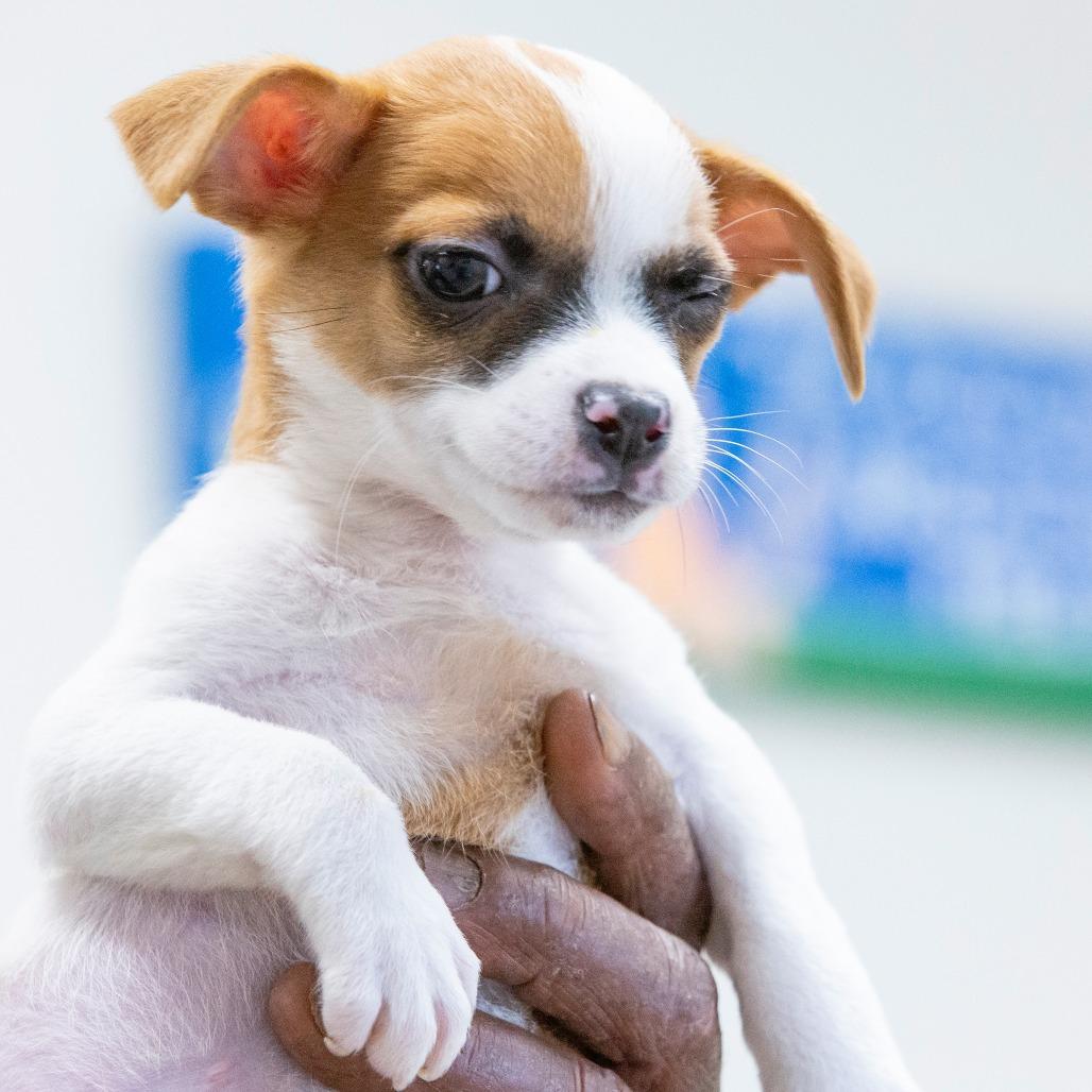 Enlarge Gravy, a Adoptable Mixed Breed in Cartersville, GA image 1/3