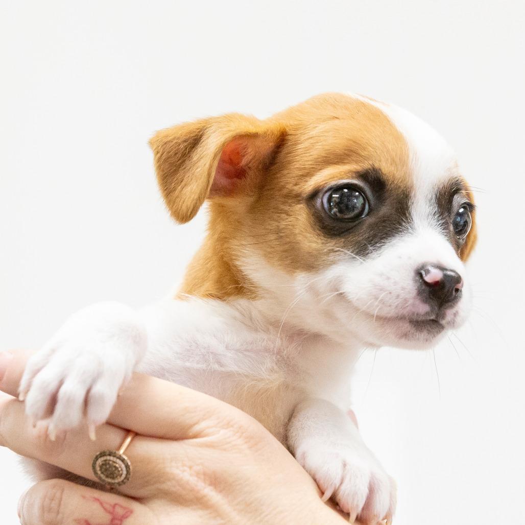 Enlarge Gravy, a Adoptable Mixed Breed in Cartersville, GA image 2/3