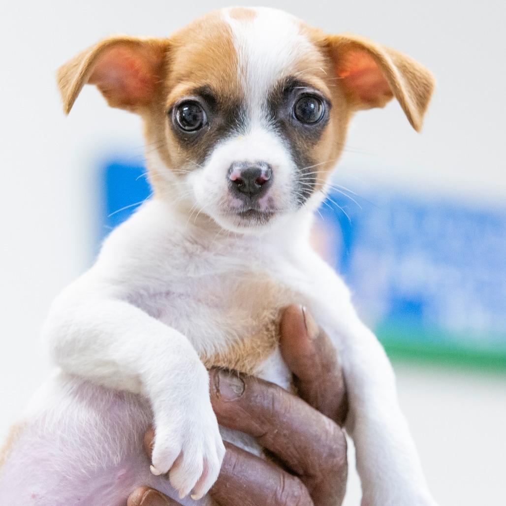 Enlarge Gravy, a Adoptable Mixed Breed in Cartersville, GA image 3/3