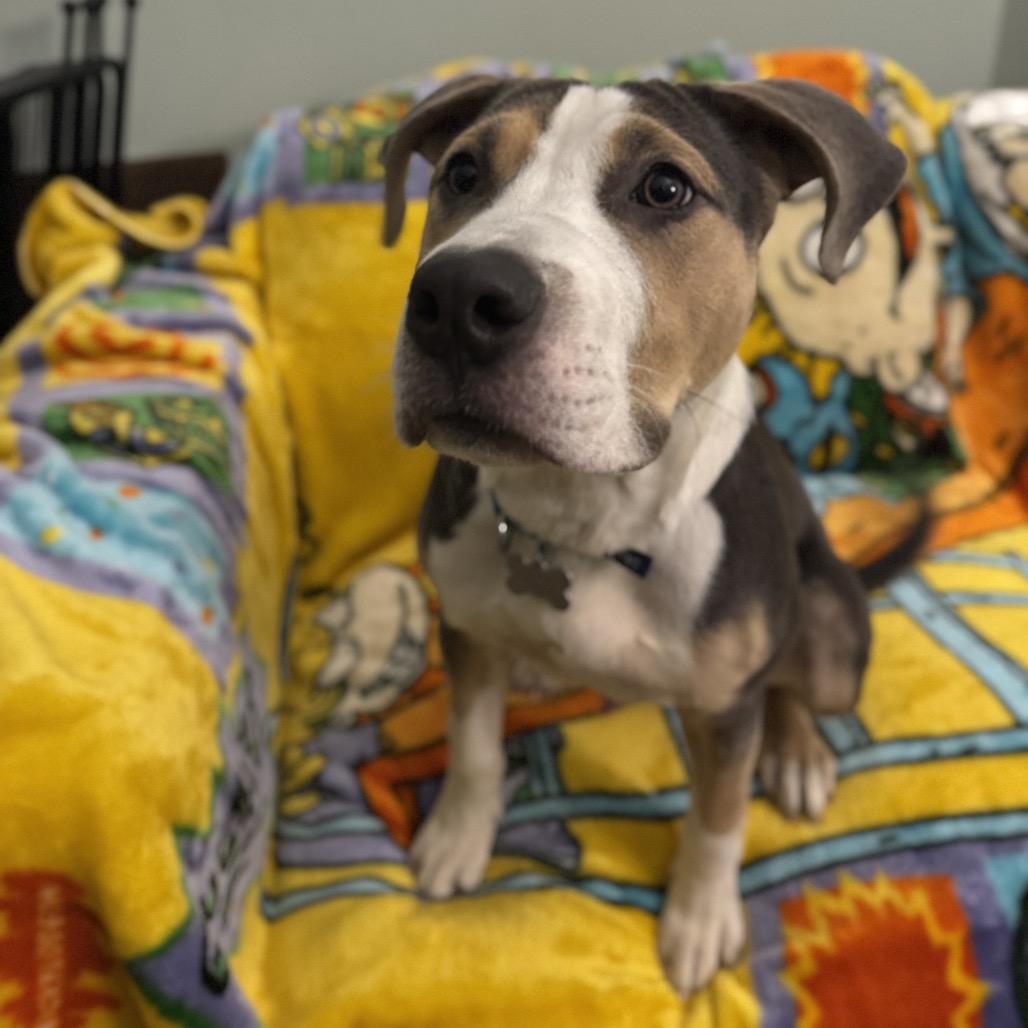 Bruno, Adoptable, Young Male Mixed Breed.