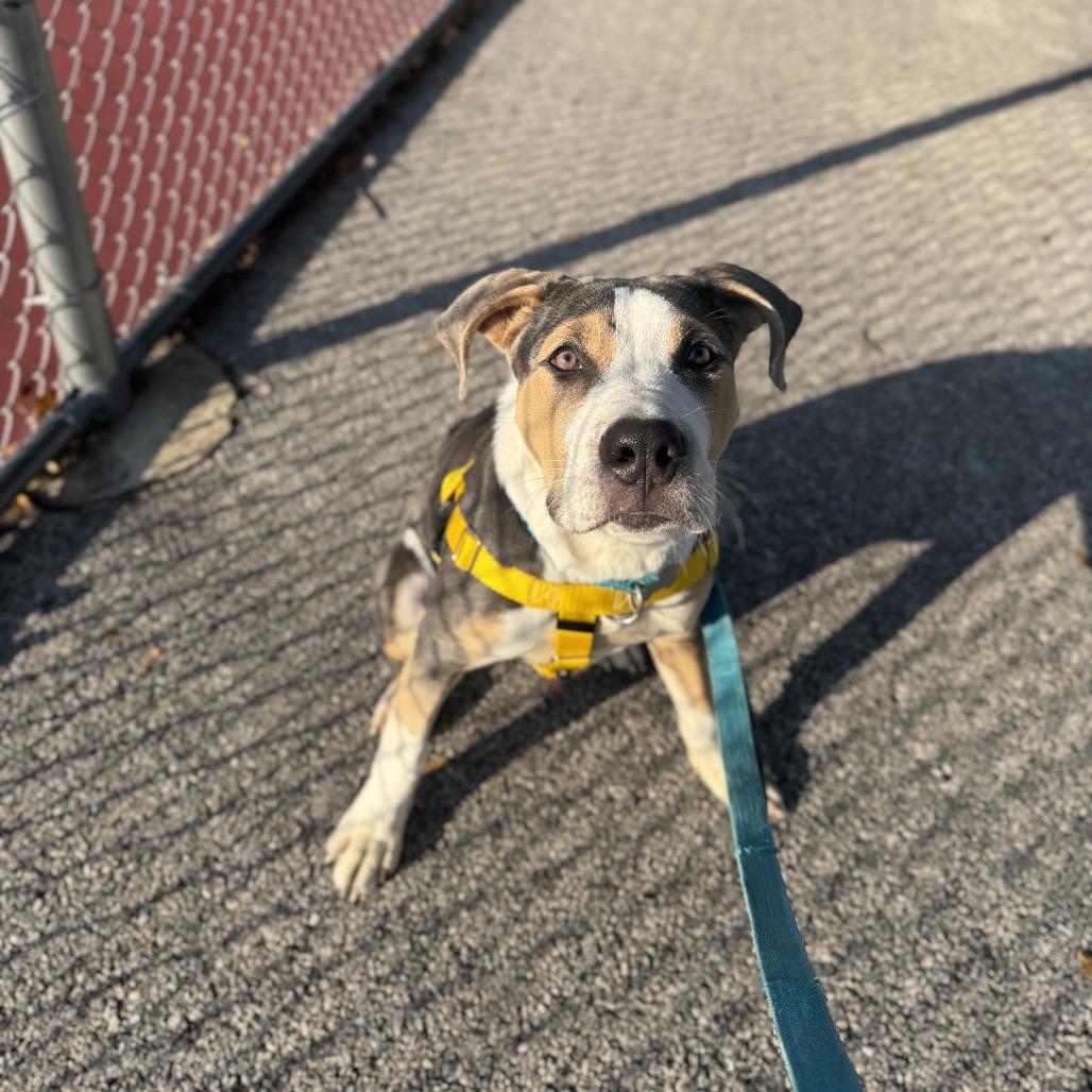 Enlarge Bruno, a Adoptable Mixed Breed in Skokie, IL image 3/6