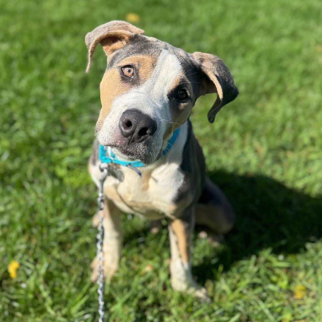 Enlarge Bruno, a Adoptable Mixed Breed in Skokie, IL image 4/6