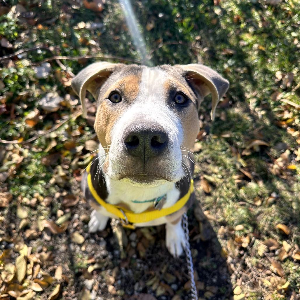 Bruno, a Adoptable Mixed Breed in Skokie, IL image 4/6
