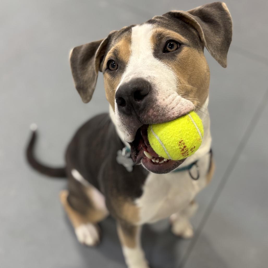 Bruno, a Adoptable Mixed Breed in Skokie, IL image 4/6