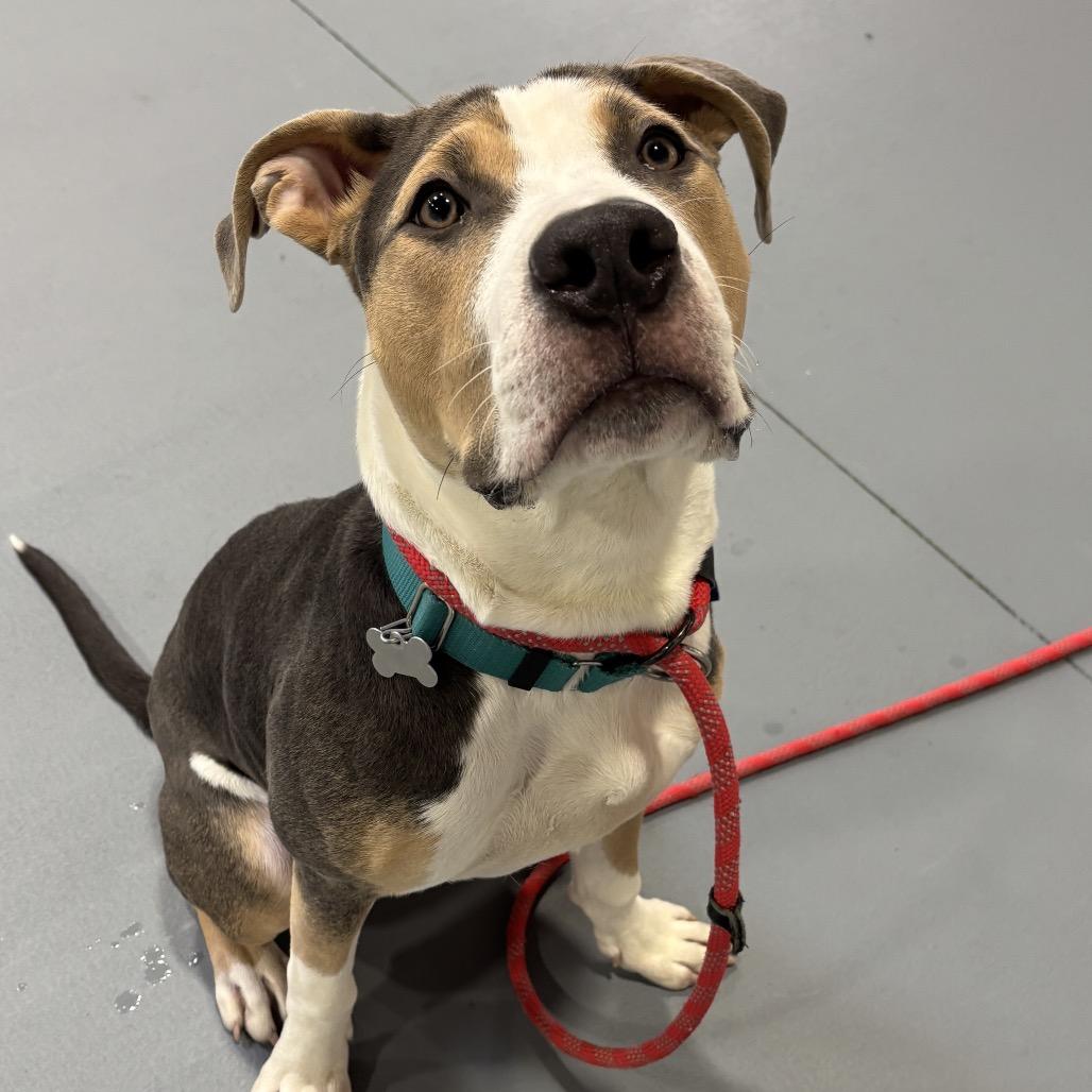 Enlarge Bruno, a Adoptable Mixed Breed in Skokie, IL image 4/6