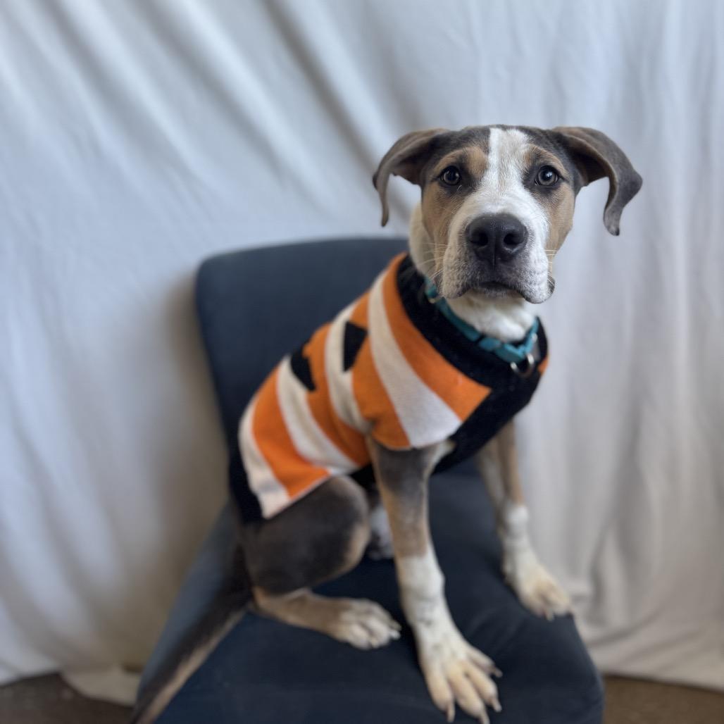 Enlarge Bruno, a Adoptable Mixed Breed in Skokie, IL image 5/6