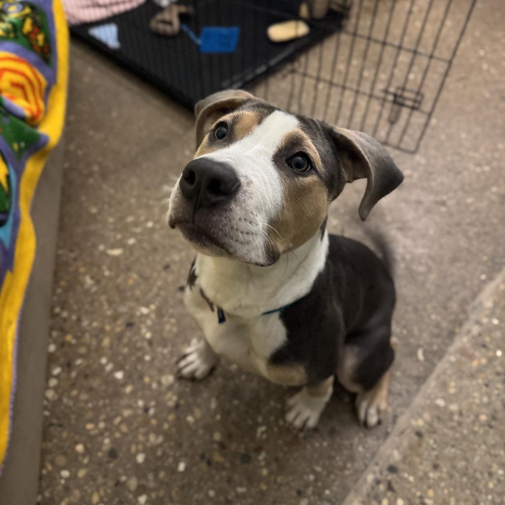 Enlarge Bruno, a Adoptable Mixed Breed in Skokie, IL image 6/6