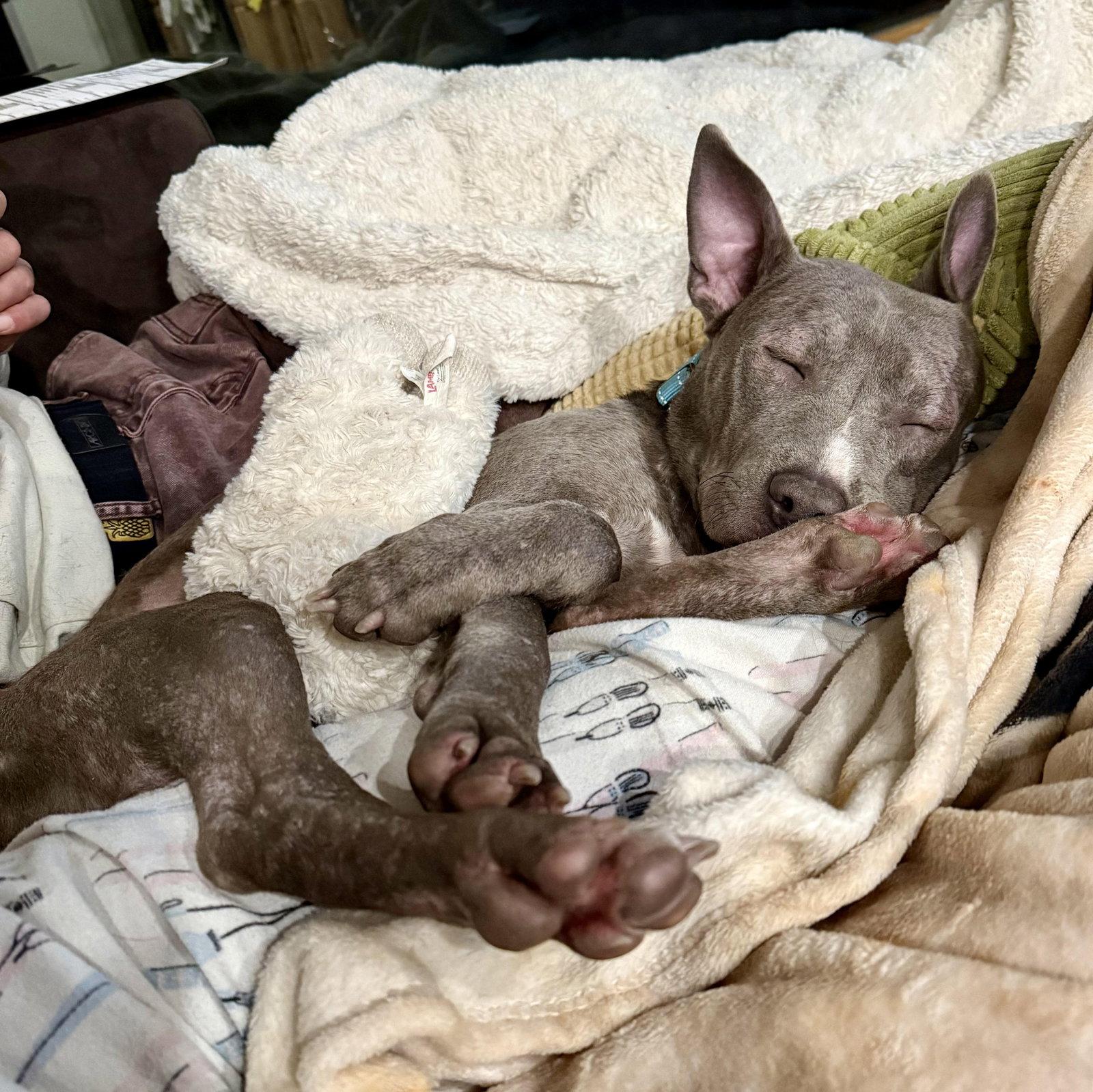 Tonka, Adopted, Adult Female Blue Lacy.