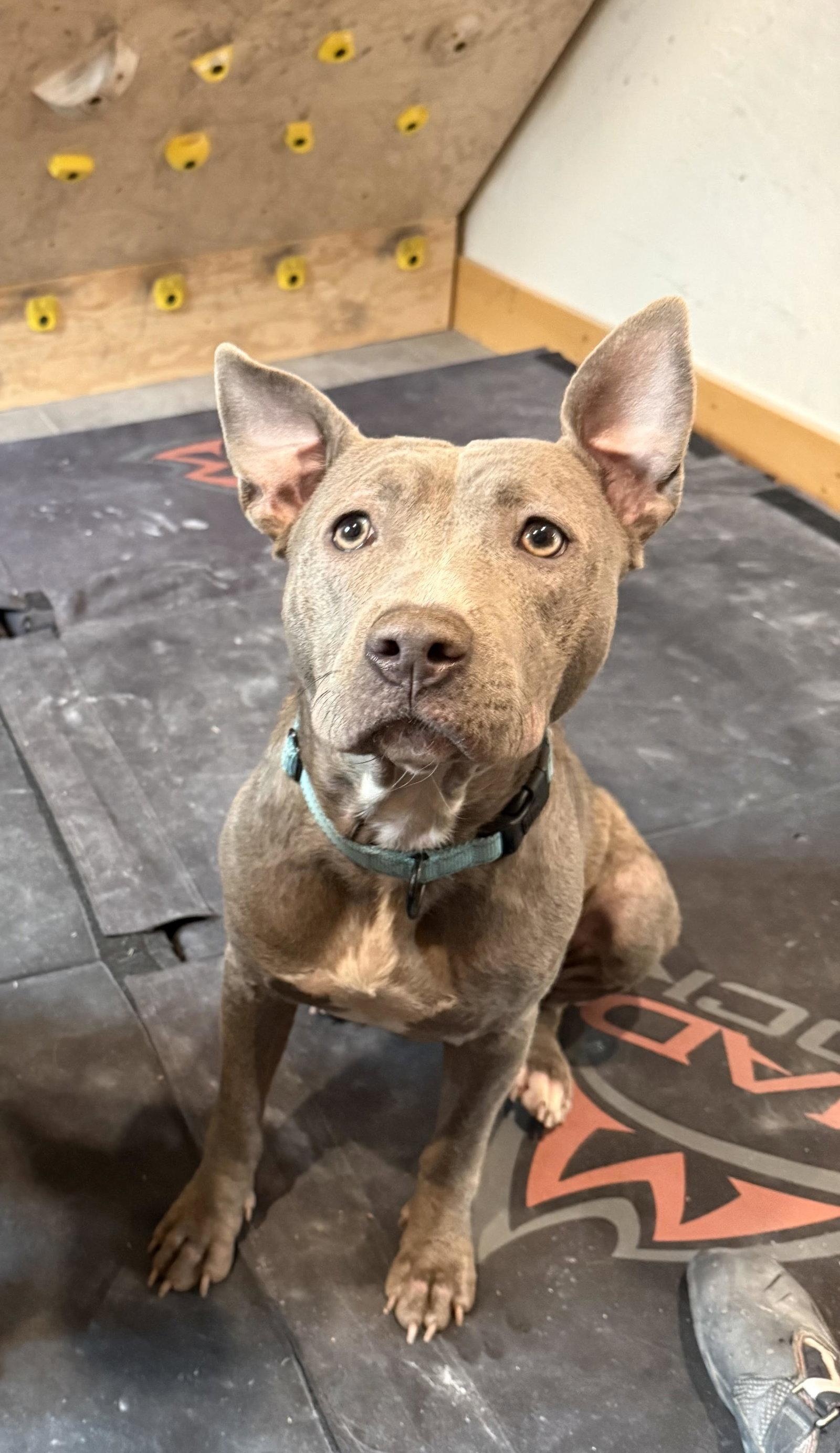 Enlarge Tonka, a Adopted Blue Lacy in Evergreen, CO image 2/3
