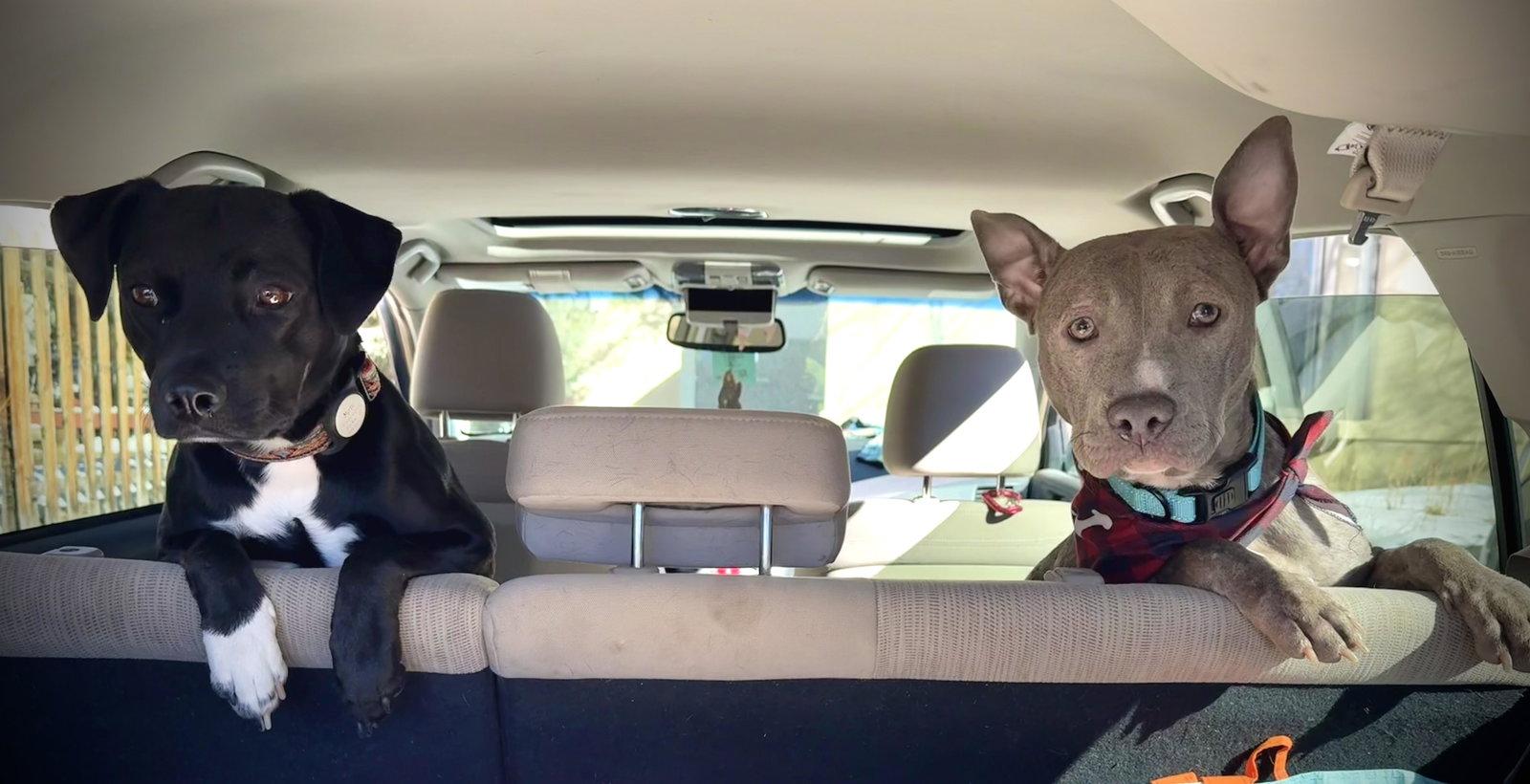 Enlarge Tonka, a Adopted Blue Lacy in Evergreen, CO image 3/3
