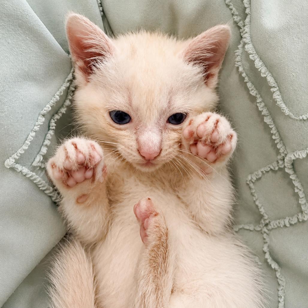 Cotija, Adoptable, Kitten Female Domestic Short Hair.