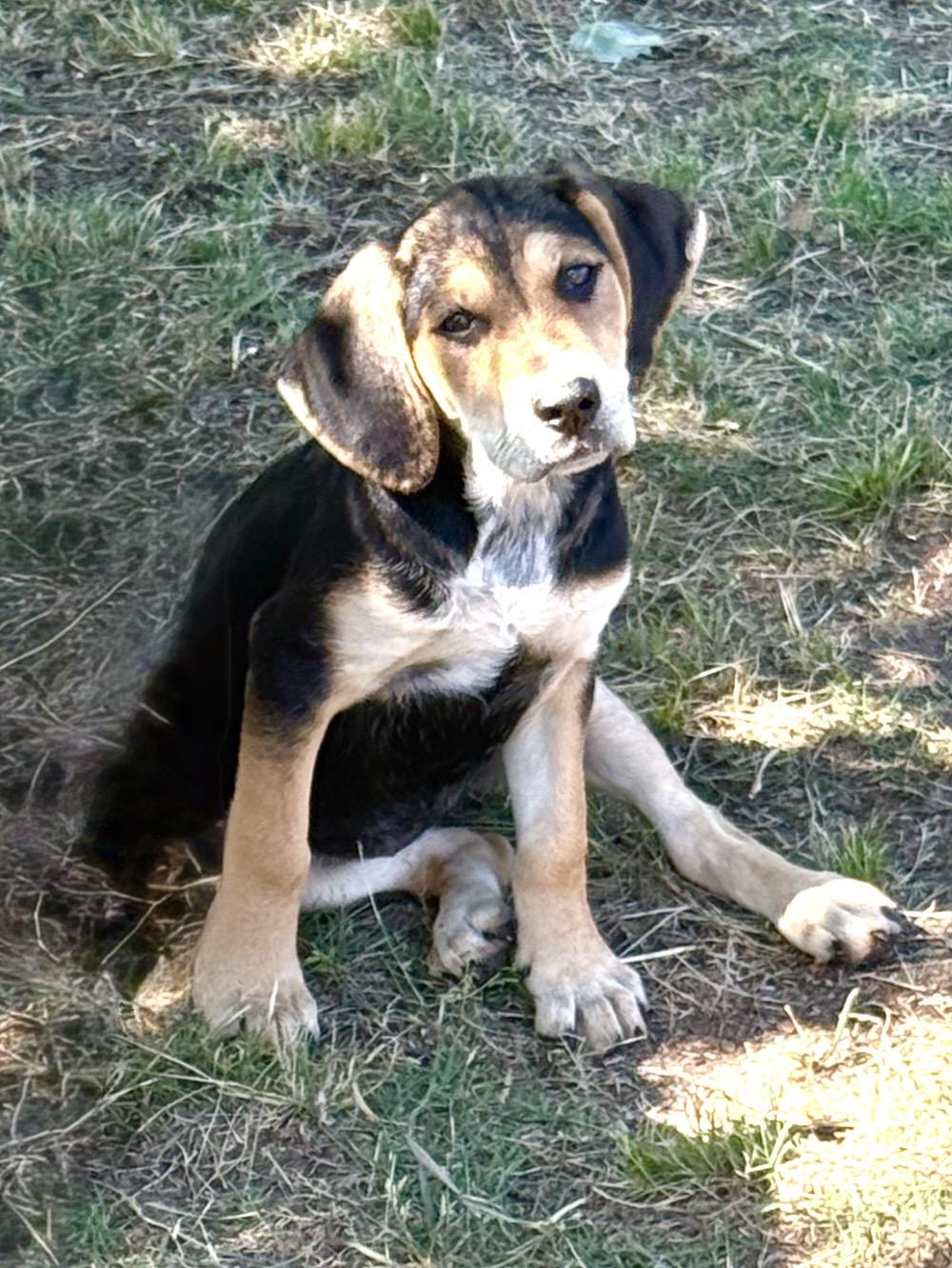 Enlarge NALA, a ADOPTABLE mixed breed in Dumont, NJ image 4/5