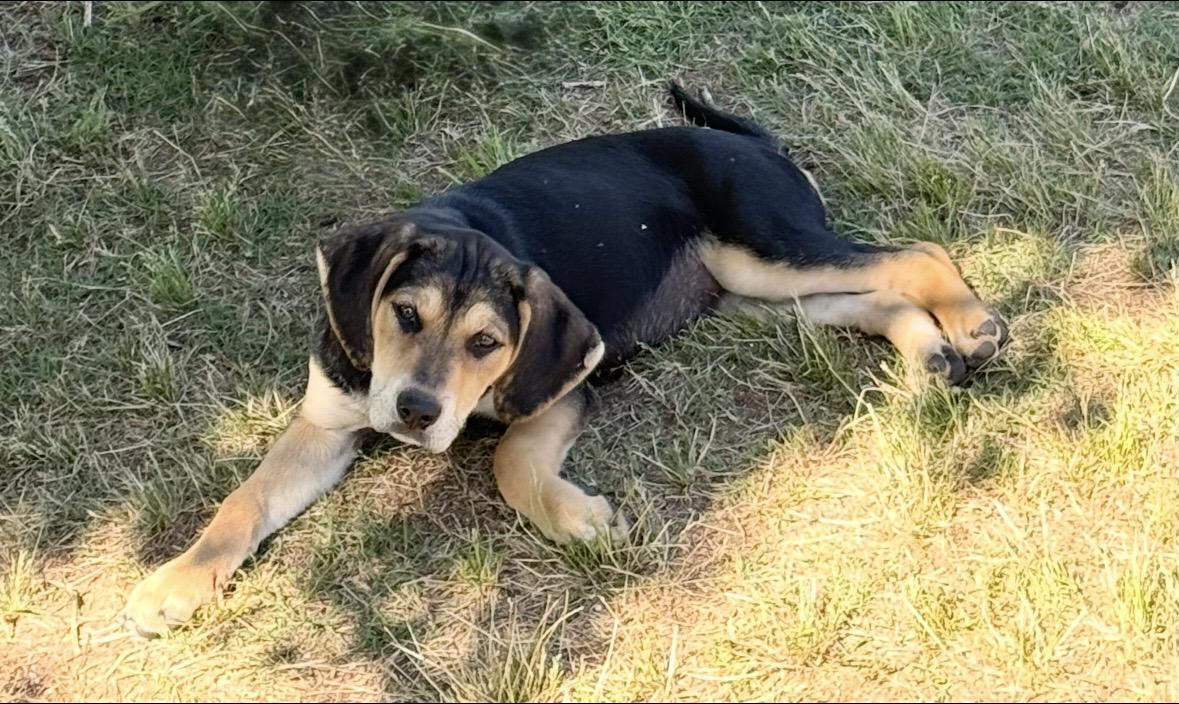 Enlarge NALA, a ADOPTABLE mixed breed in Dumont, NJ image 2/5