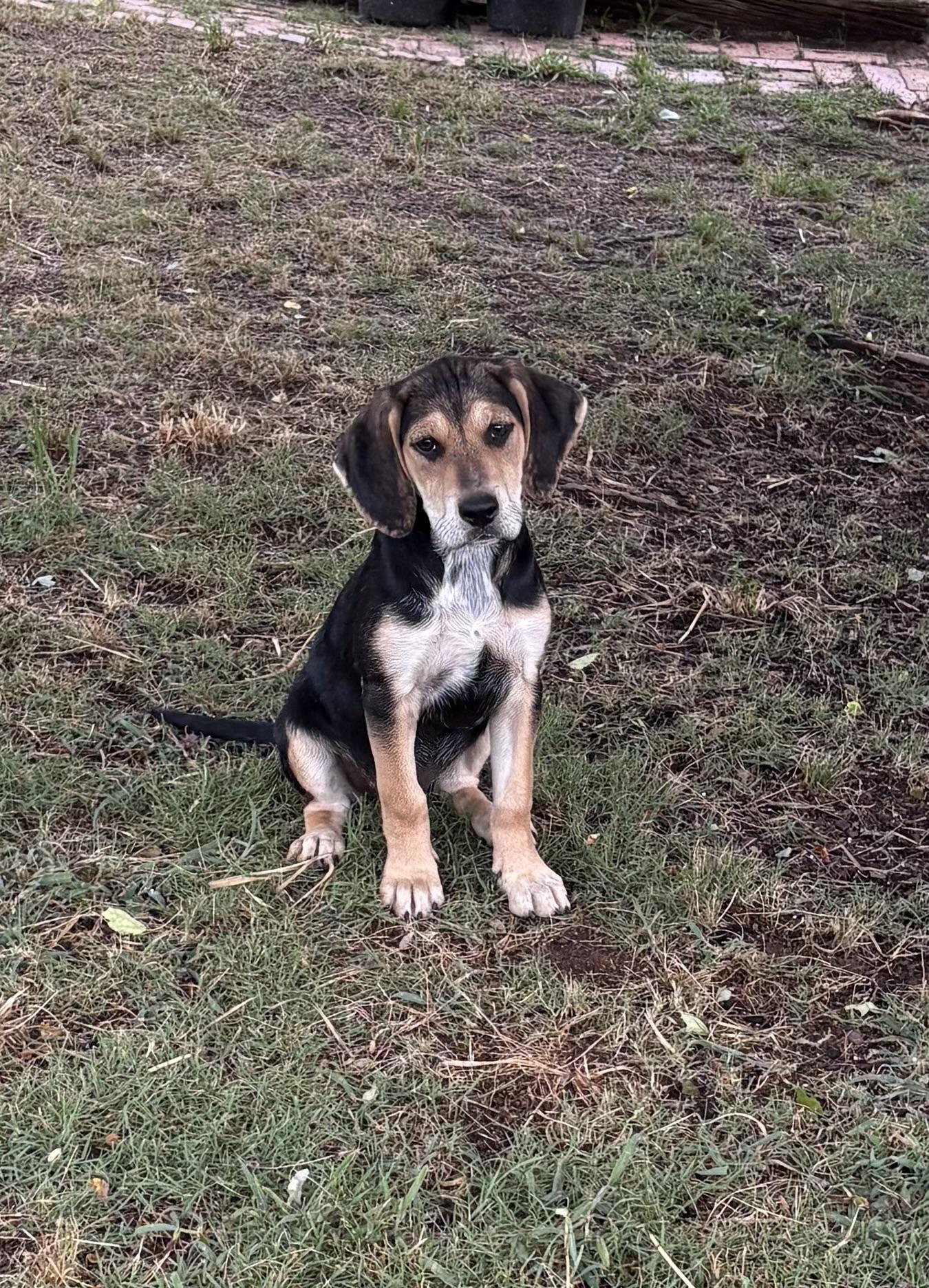 NALA, ADOPTABLE, Puppy Female Hound & Labrador Retriever.