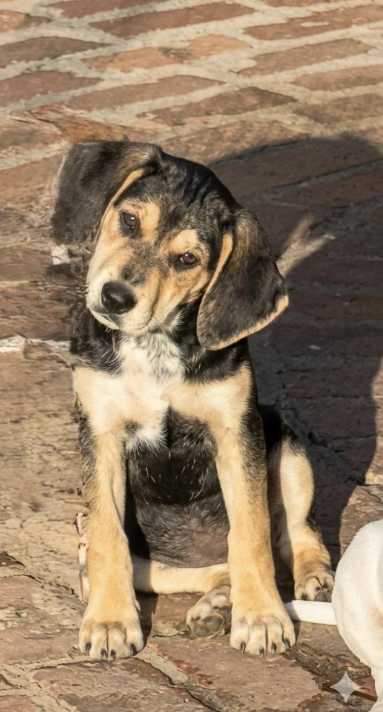 Enlarge NALA, a ADOPTABLE mixed breed in Dumont, NJ image 3/5