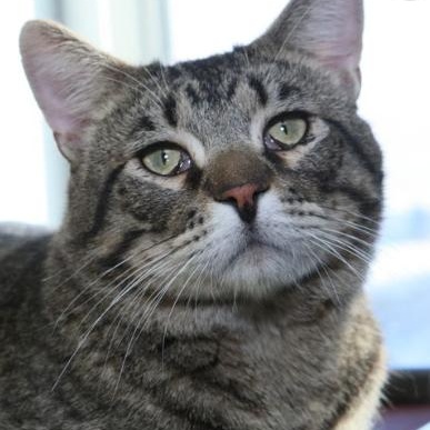 Enlarge Zack, an adopted Tabby in Minneapolis, MN image 2/2