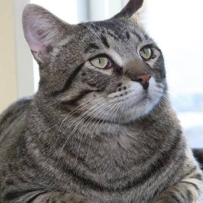 Zack, adopted, Adult Male Tabby.