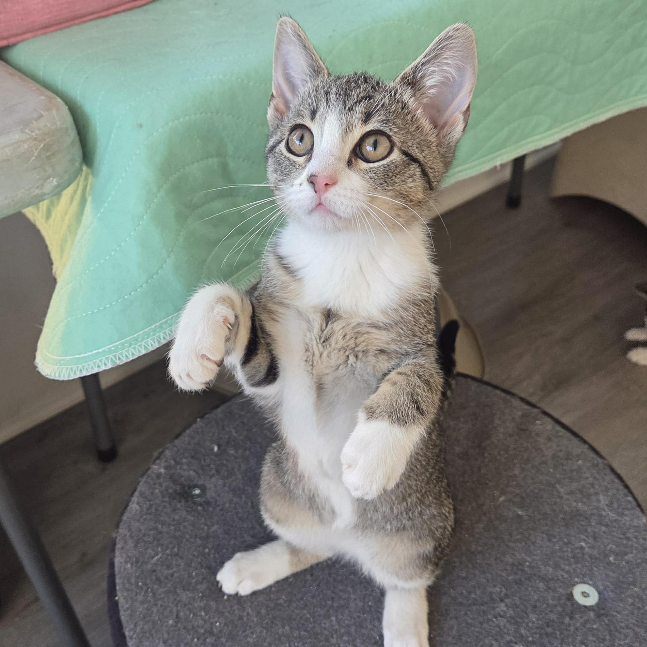 Nutmeg - adoption pending, adopted, Kitten Female Tabby & Domestic Short Hair.