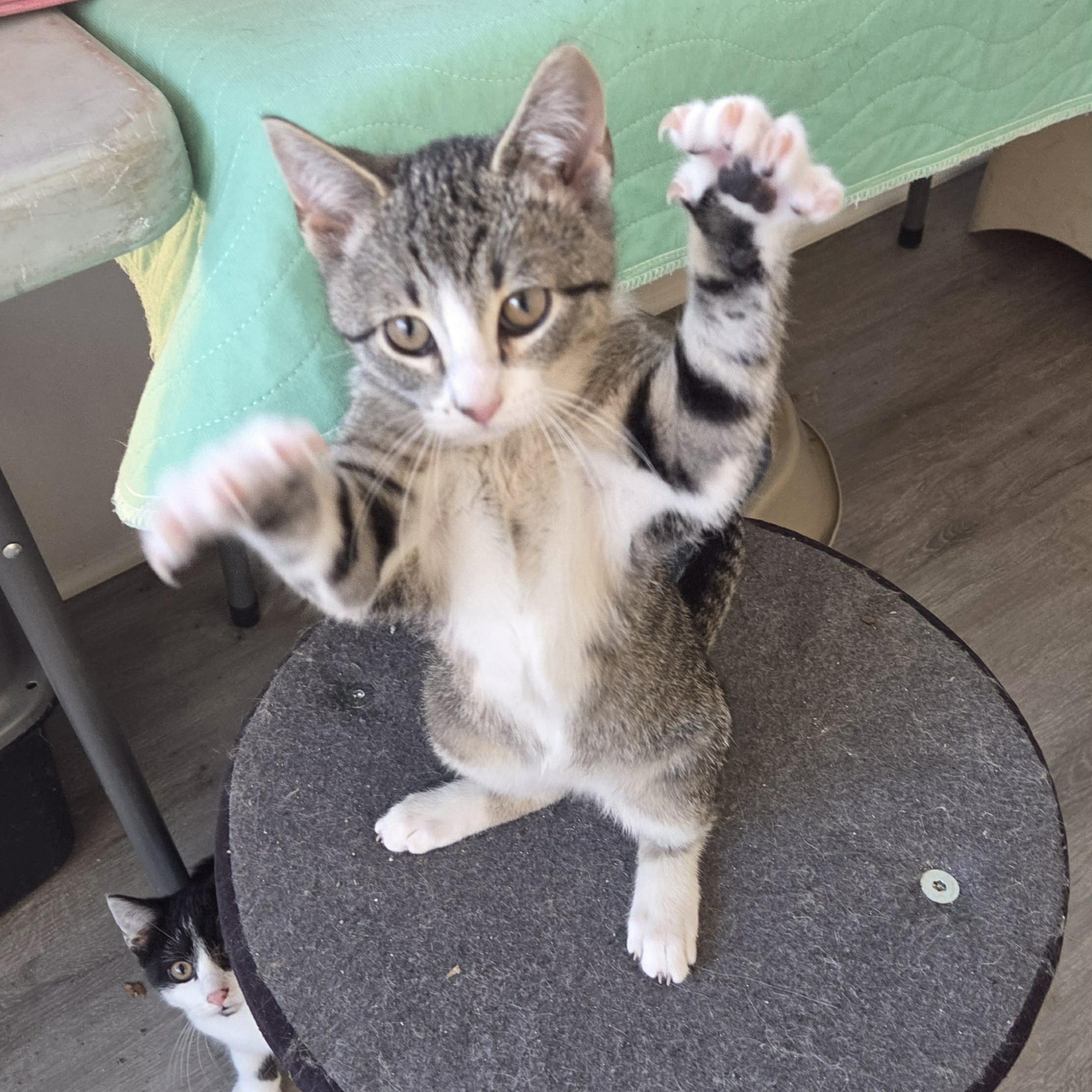 Enlarge Nutmeg - adoption pending, an adopted mixed breed in Harrisburg, PA image 4/4