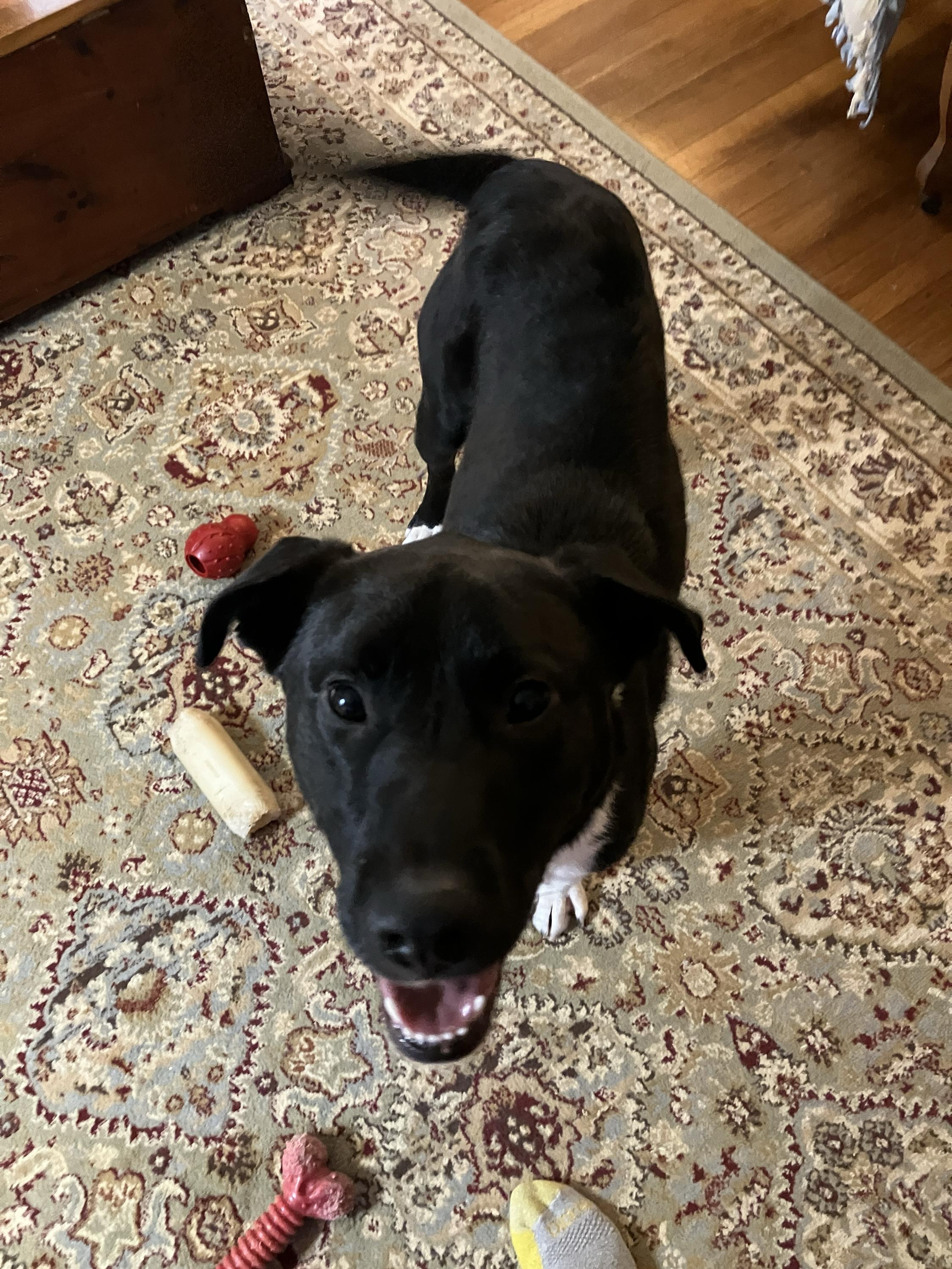 Pickles, adopted, Young Male Pit Bull Terrier & Labrador Retriever.