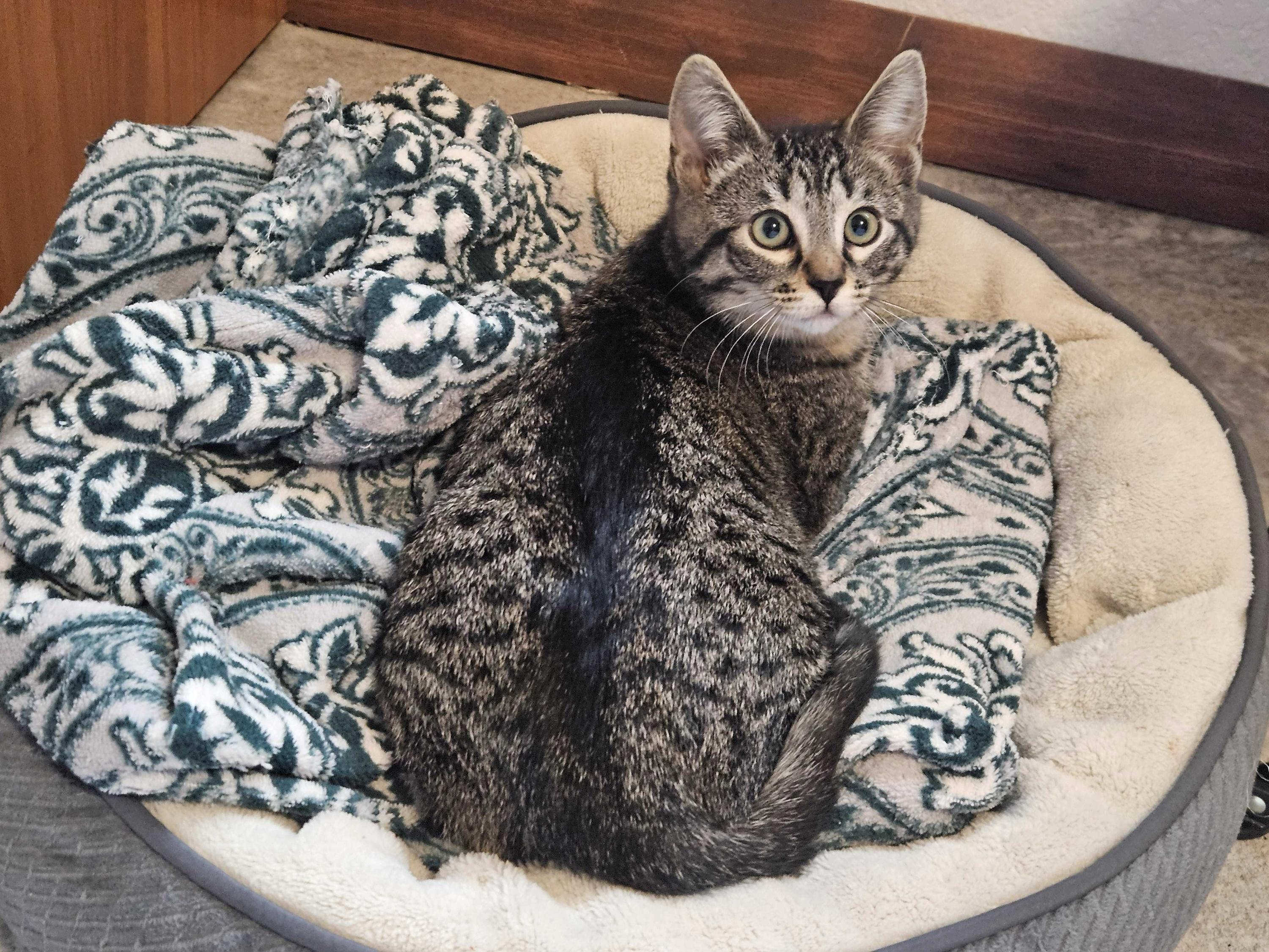 Enlarge Cholla and Chicory, a ADOPTABLE Domestic Short Hair in Seattle, WA image 1/5