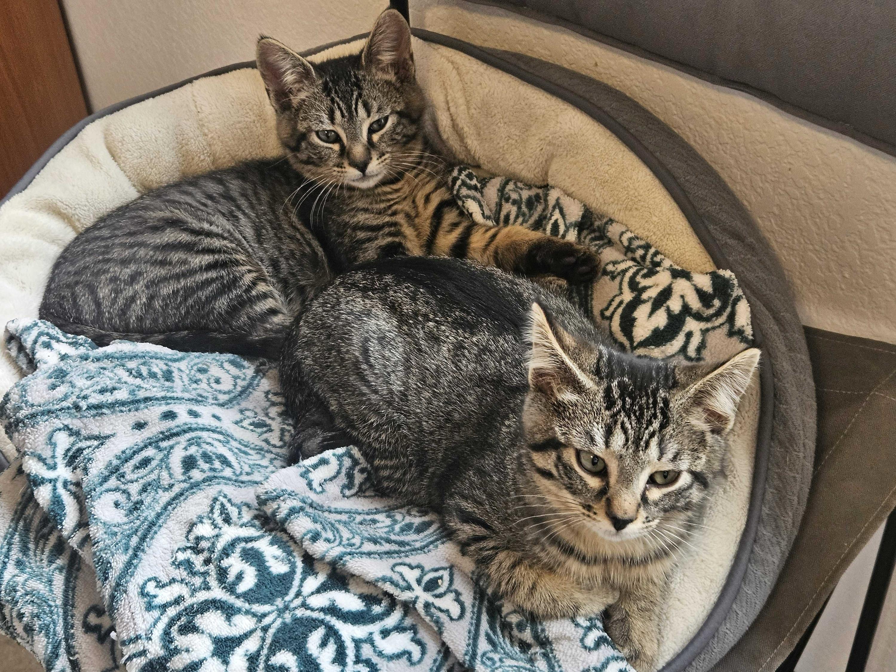 Enlarge Cholla and Chicory, a ADOPTABLE Domestic Short Hair in Seattle, WA image 2/5