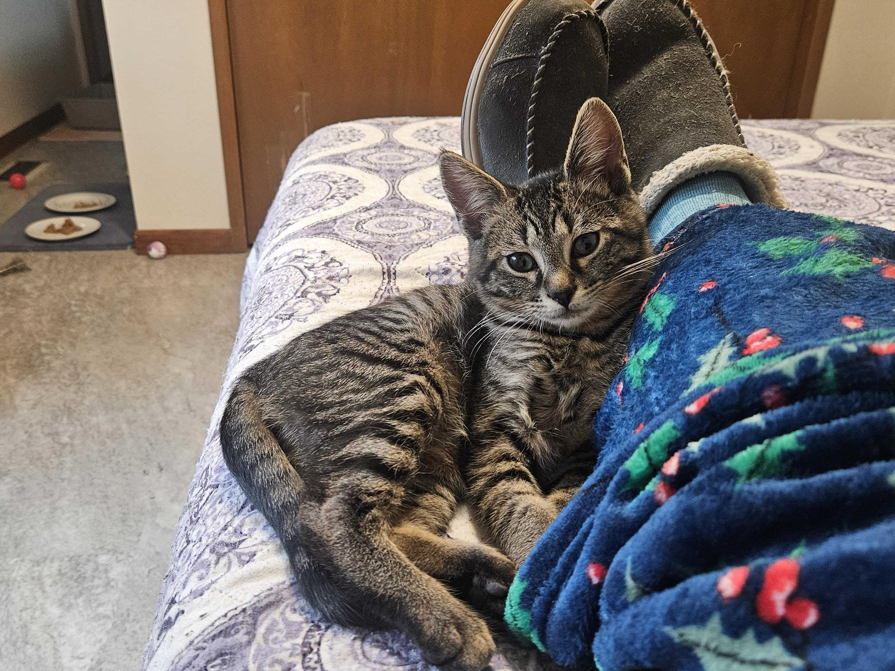 Enlarge Cholla and Chicory, a ADOPTABLE Domestic Short Hair in Seattle, WA image 3/5