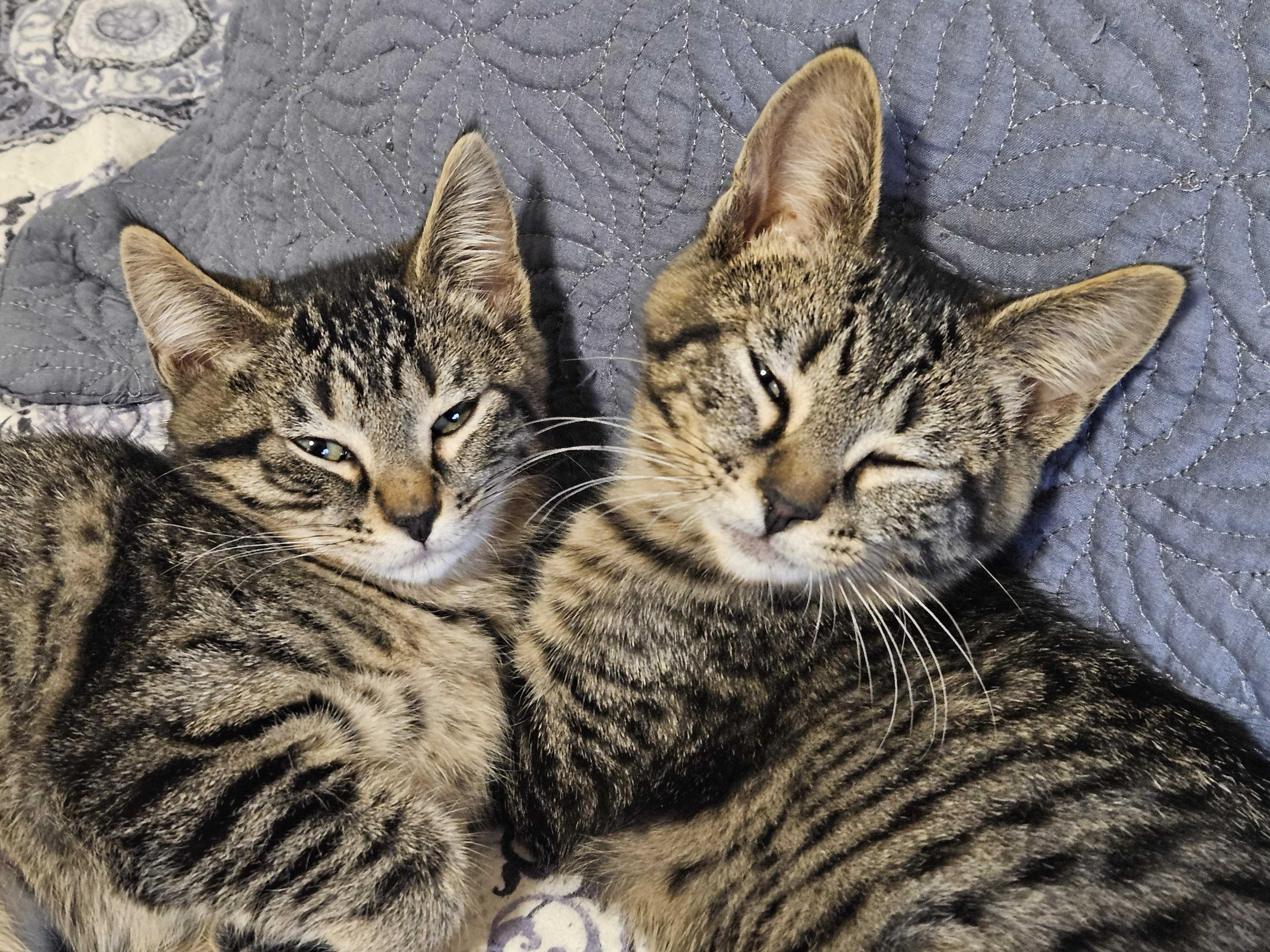 Enlarge Cholla and Chicory, a ADOPTABLE Domestic Short Hair in Seattle, WA image 4/5