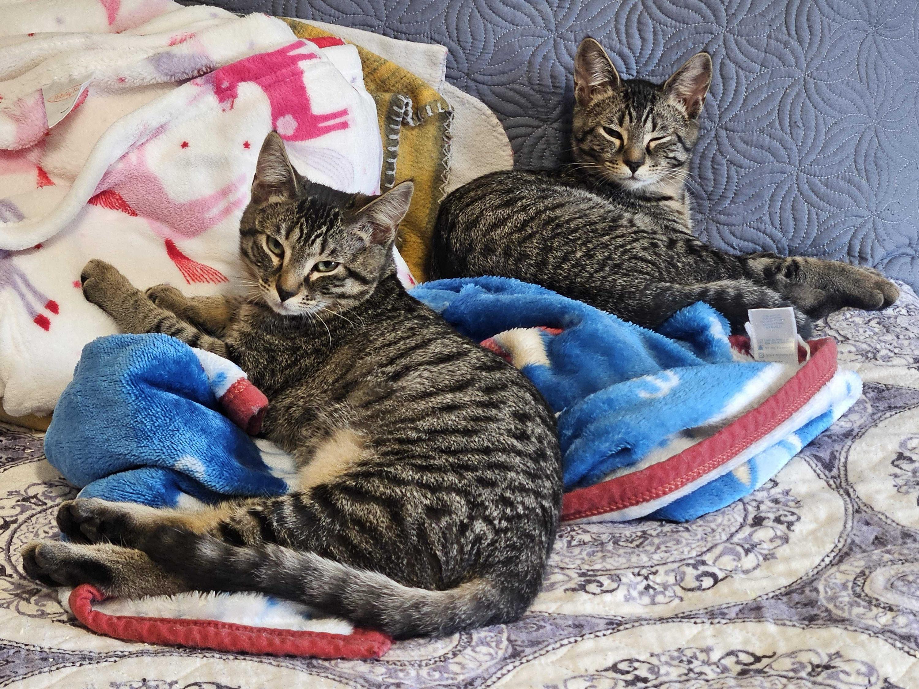 Cholla and Chicory, ADOPTABLE, Kitten Male Domestic Short Hair.