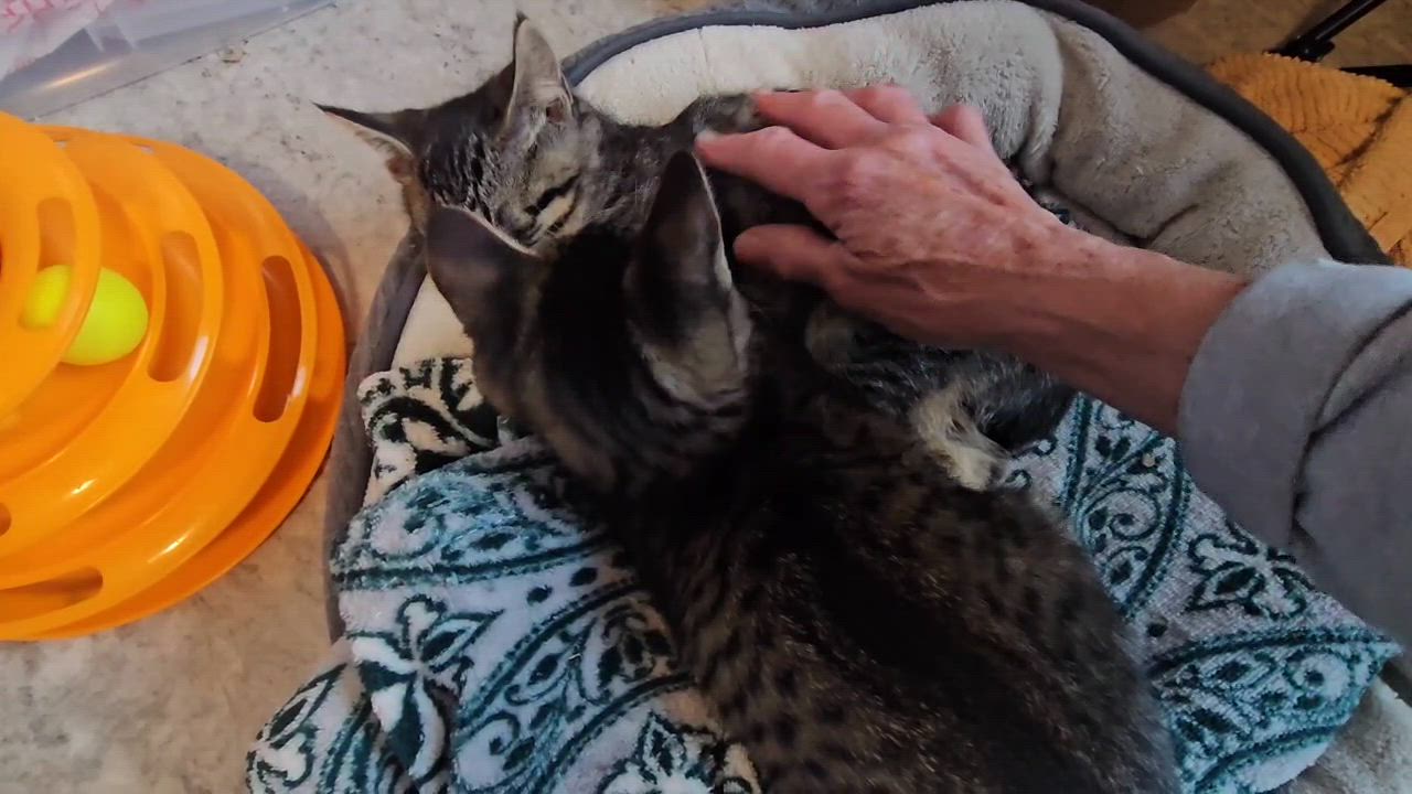 Enlarge Cholla and Chicory, a ADOPTABLE Domestic Short Hair in Seattle, WA video 5/5