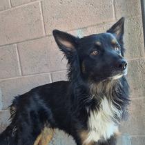 Enlarge Kidd, a Adoptable Australian Shepherd in Scottsdale, AZ image 1/1