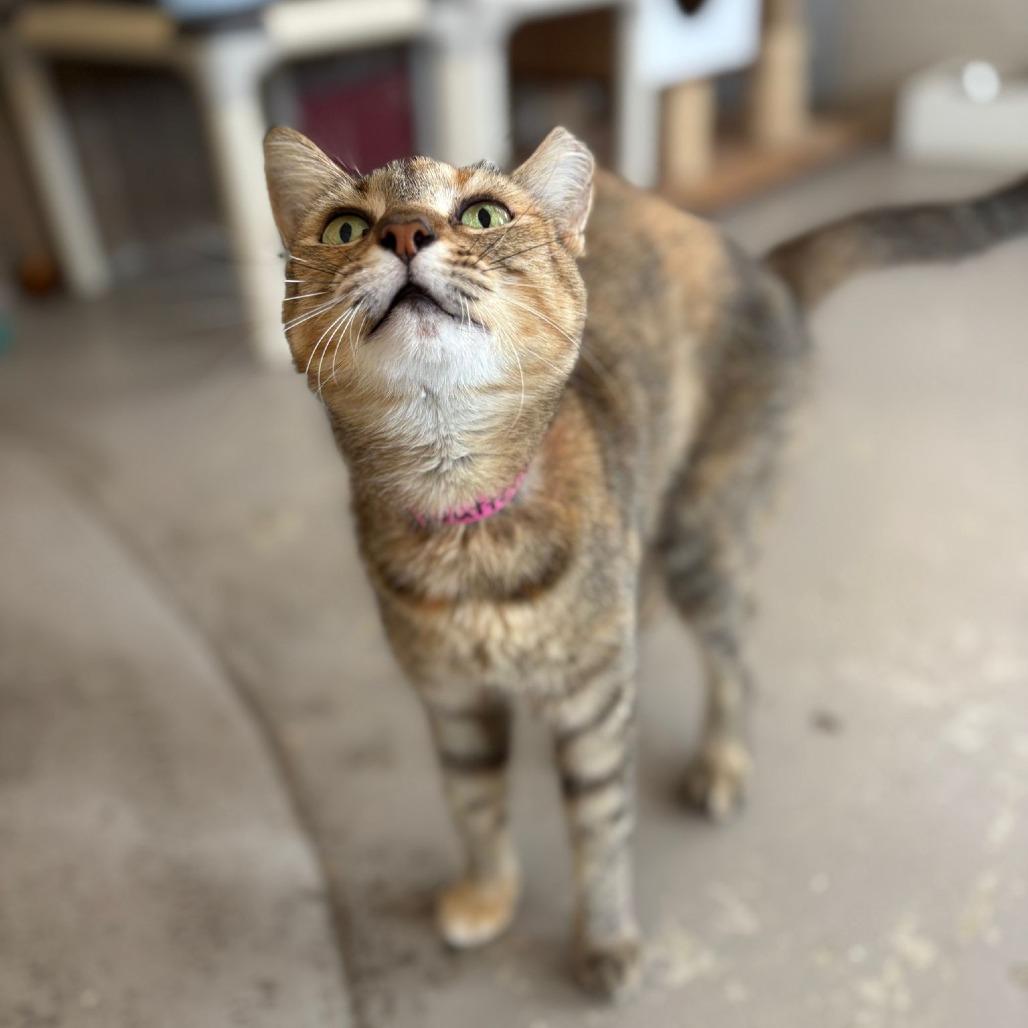 Butterscotch, Adoptable, Adult Female Domestic Short Hair.