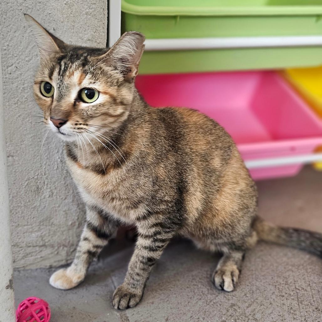 Enlarge Butterscotch, a Adoptable Domestic Short Hair in Laredo, TX image 3/6
