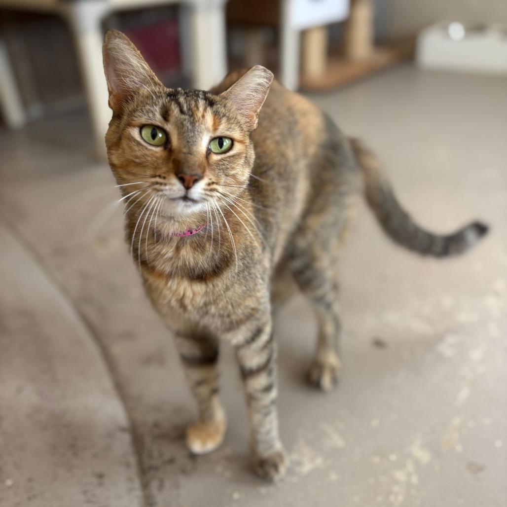 Enlarge Butterscotch, a Adoptable Domestic Short Hair in Laredo, TX image 5/6