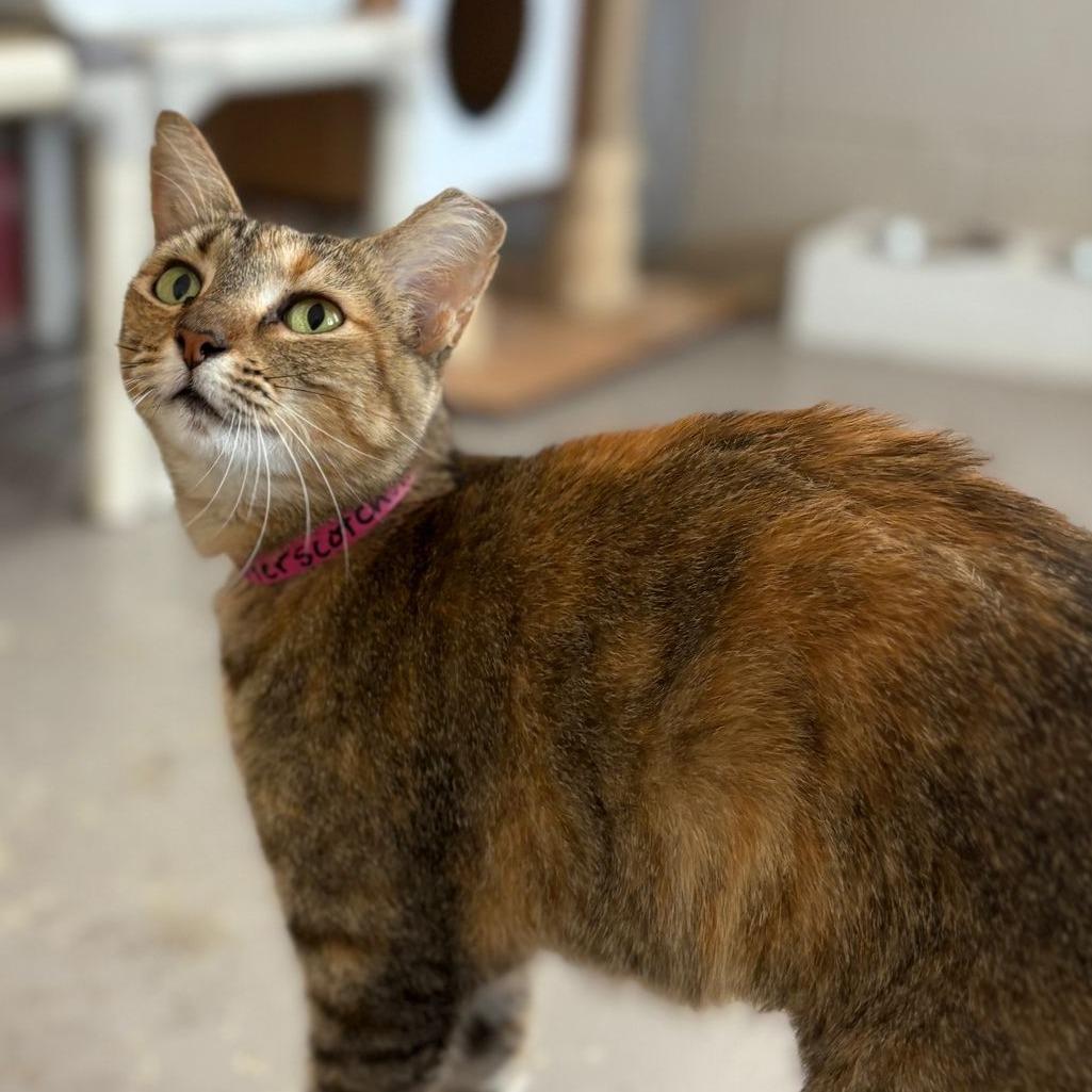Enlarge Butterscotch, a Adoptable Domestic Short Hair in Laredo, TX image 6/6