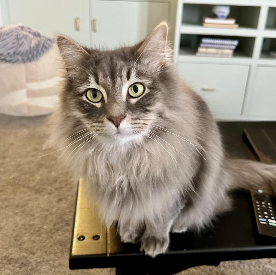 Mike Ross, Adoptable, Adult Male Domestic Long Hair.