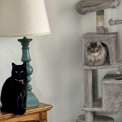 Enlarge Mike Ross, a Adoptable Domestic Long Hair in Fishers, IN image 2/3