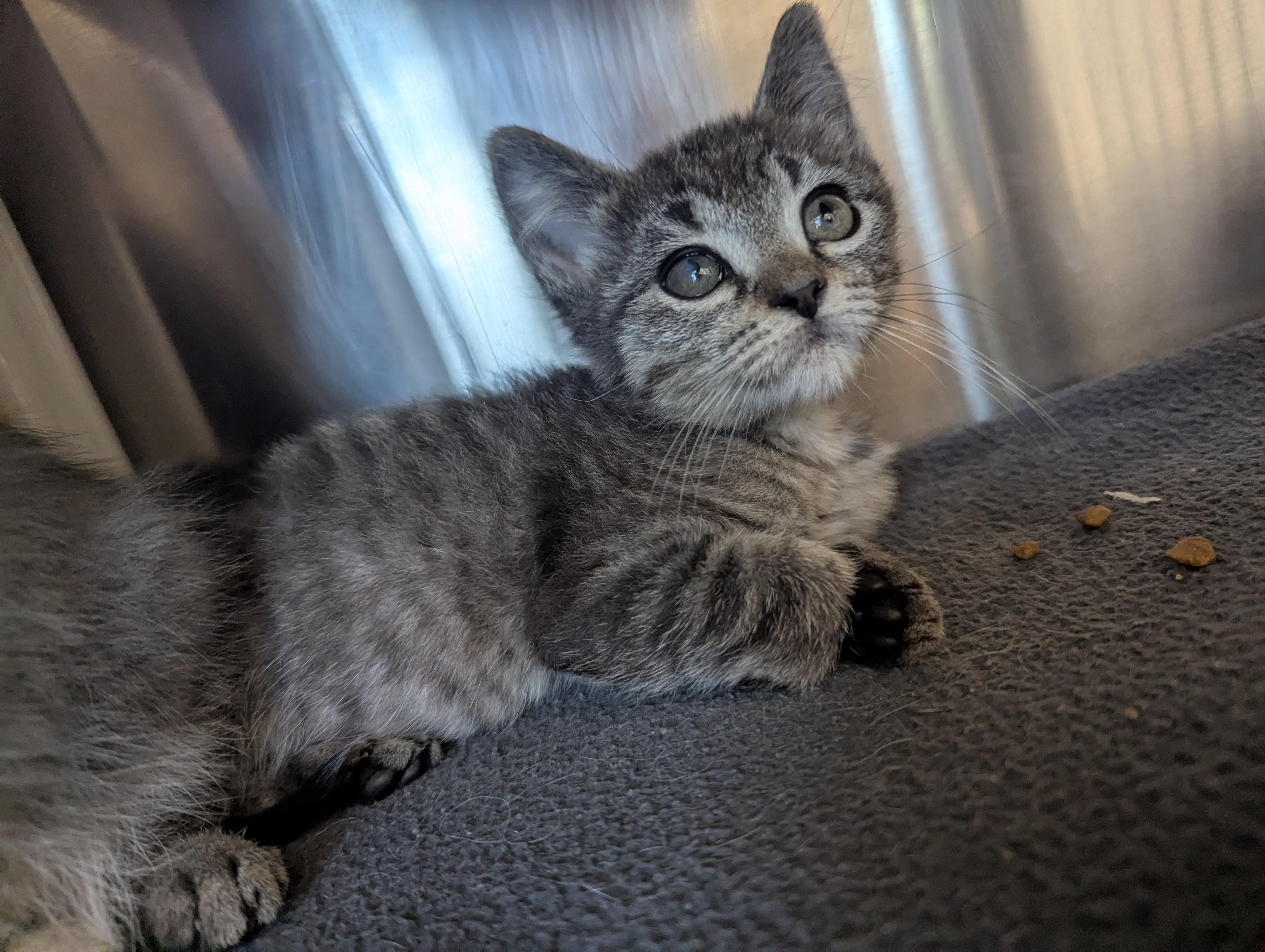 Tabby Bobatti