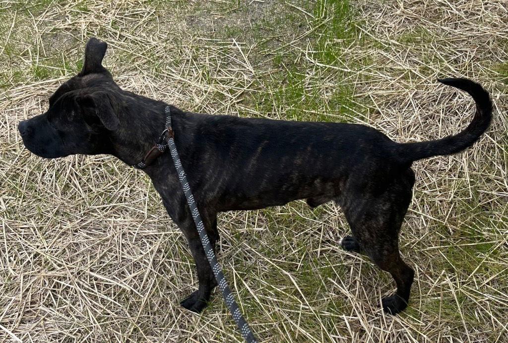 26-075 Klondike, Adoptable, Young Male Pit Bull Terrier.