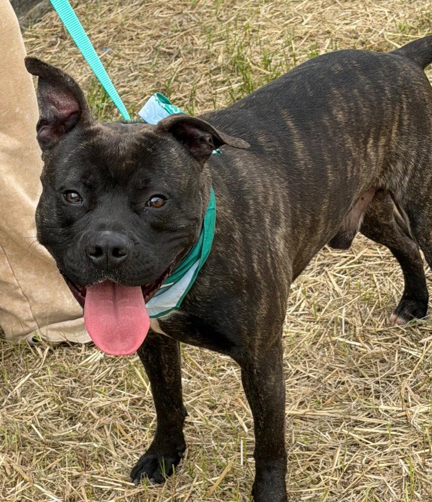 Enlarge 26-075 Klondike, a Adoptable Pit Bull Terrier in Tarboro, NC image 1/2
